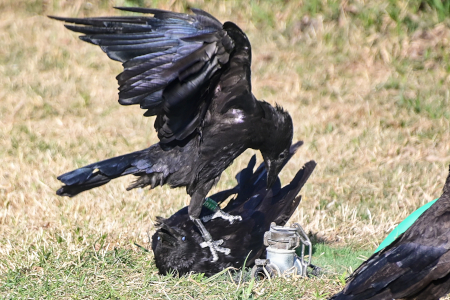Green 718 squabbling