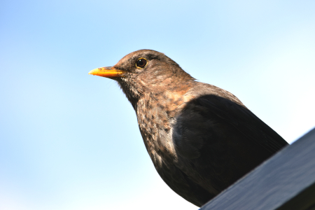 Pipit 1