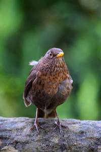 Pipit 2